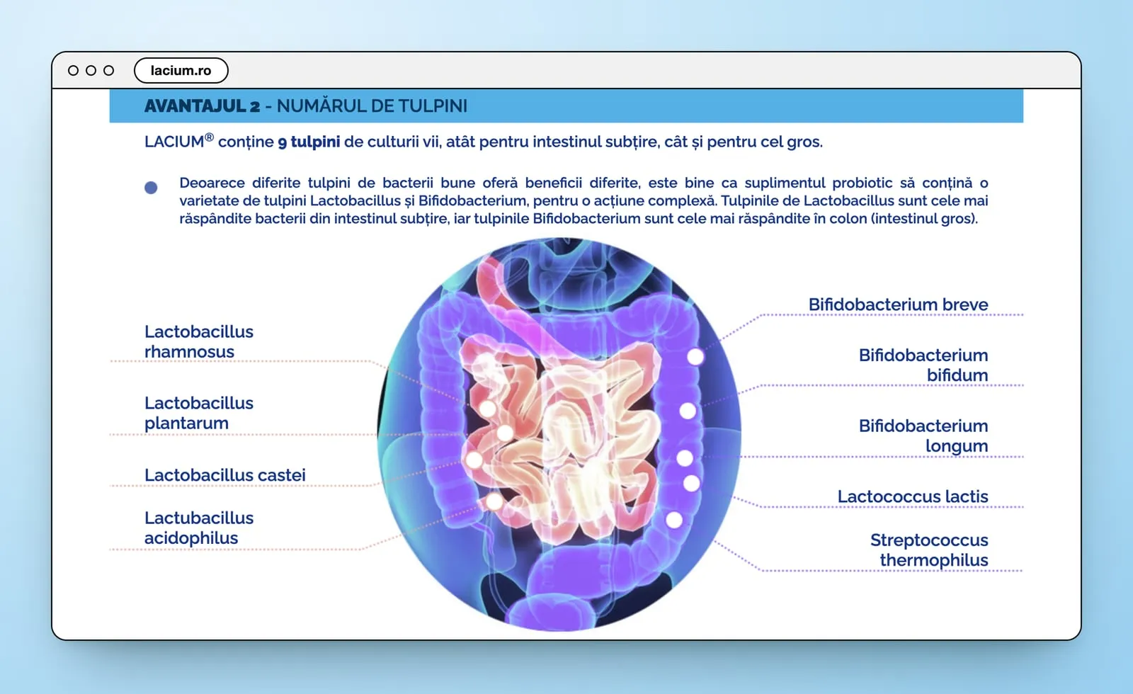 Avantajul 2: the nine strains named round an illustrated gut, Lactobacillus on the left, Bifidobacterium, Lactococcus and Streptococcus on the right