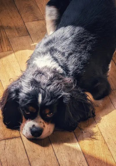 Head of morale