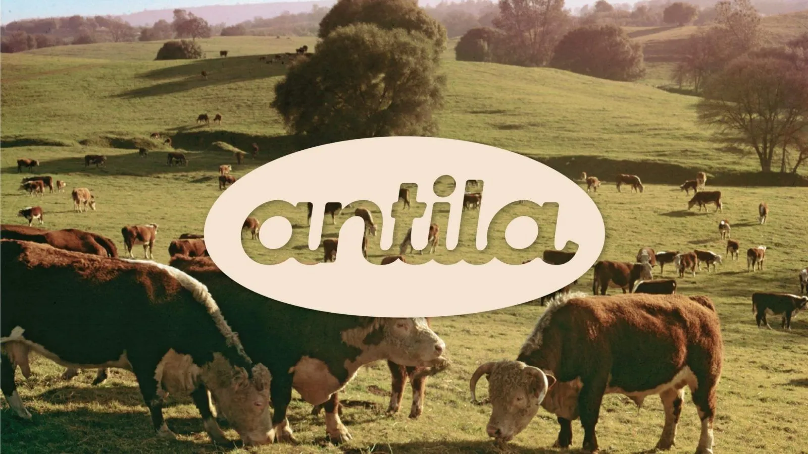Antila